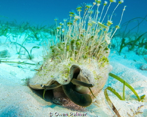 "Queen Lilly"
Queen Conch in the sand and sea grass of K... by Owen Palmer 